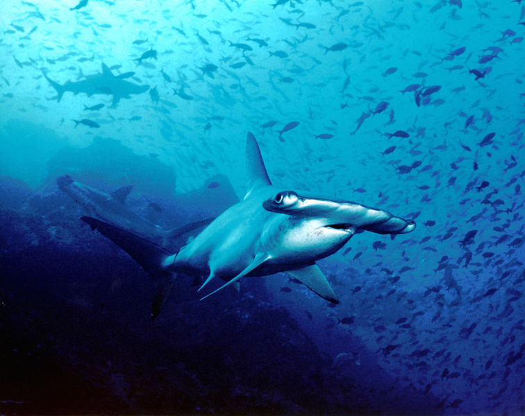 Hammerhead shark, Cocos Island, Costa Rica. Image from Wikimedia Commons, licensed under the Creative Commons Attribution 2.0 Generic license.