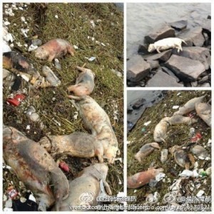 A collection of photos of dead pigs near the Huangpu River. Image from Lawyer Gan Yuanchun. Public Domain.
