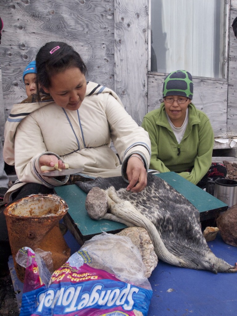 Inuit of Nunavut prepare a seal skin for clothing.