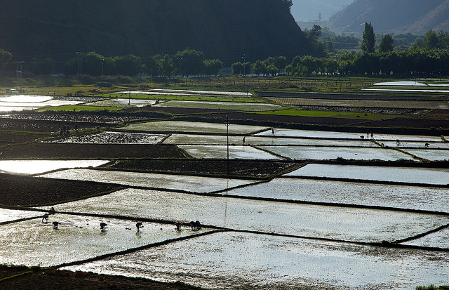 Agriculture in Bhutan contributes to 35.9% of GDP of the nation. Image from Flickr by Michael Foley. CC BY-NC-ND