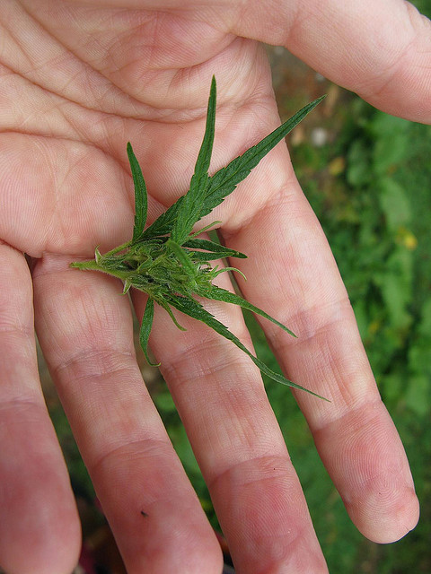 This weed grows wild in Bhutan . Image by Flickr user Hockadilly. CC BY-NC