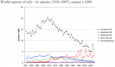 Amount of caught eels. Figure from the TRAFFIC report written by Vicki Crook.