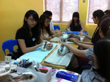 Un workshop sulla cura dei conigli condotto dalla Società per la Prevenzione della Crudeltà verso gli Animali