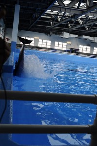 Een dolfijn gooit zichzelf tegen de wand van het bassin. Afbeelding van inmediahk.net. Non-commercieel gebruik.
