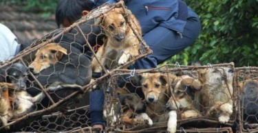 Cani pronti a essere macellati a Yulin (fonte aperta)