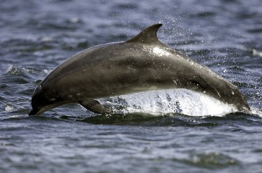 Bottlenose dolphin  credit Peter Asprey on Flickr,  CC-BY-NC  