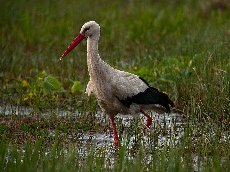 A White Stork - similar to Menes. Photograph from the Wikimedia Commons, used under the Creative Commons Attribution 2.0 Generic license.