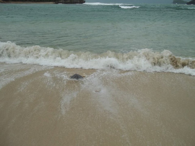 Sea turtle going home. Photo by Ma Cecilia Mendioro Gendrano