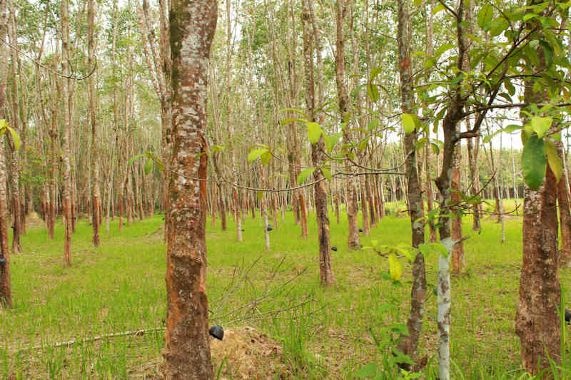 Rubber plantation in Thailand. Image from Flickr user Hanumann (CC BY 2.0)