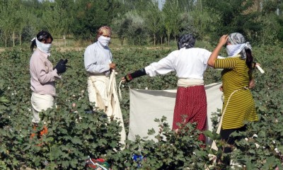 Uzbekistan has also been accused of routinely using 'slave labor' to harvest cotton.  "Cotton Pickers" by peretzp, September 20, 2009 (CC BY-SA 2.0).