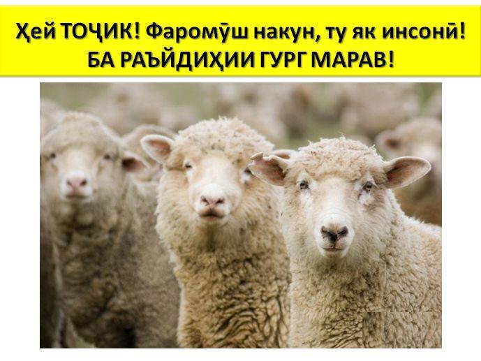 "Hey, Tajik! Don't forget that you are a human being! Do not go to vote for a wolf". Image circulated anonymously on "Platforma".