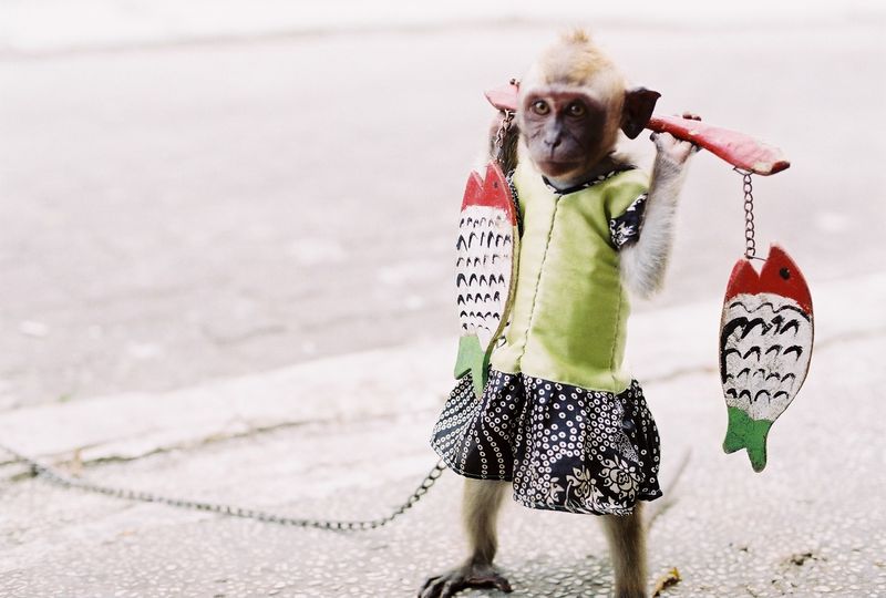 'Masked Monkey' in Jakarta. Photo from Flickr of rizky-kitsuneramen (CC License)