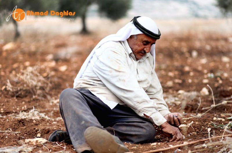 Palestinian farmer work during the olive harvest in the West Bank. Photo by: Ahmad Daghlas Taken from the Humans of Palestine page