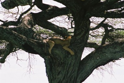 Tree climbing lion in Tanzania. Photo released under Creative Commons by Flickr user Tracey Spencer.