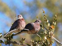 Doves in rural Mali via Fasokan with his permission 