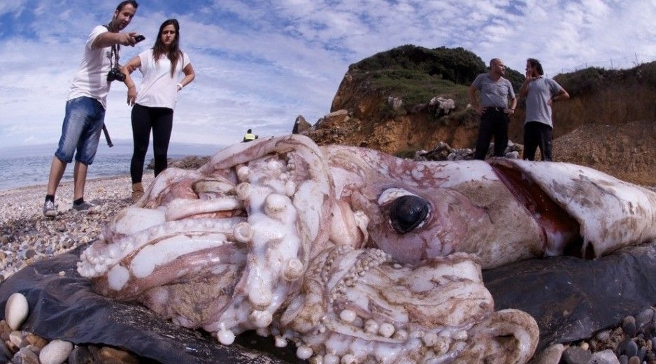 image of giant squid posted in Xinhua news