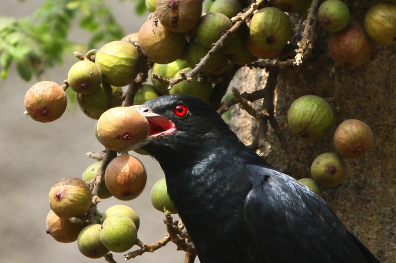 A Cuckoo (Kokil in Bangla) sits on branch of a tree and eats fruit. Dhaka, Bangladesh. Image by Mehedi Hasan. Copyright Demotix (14/2/2014)