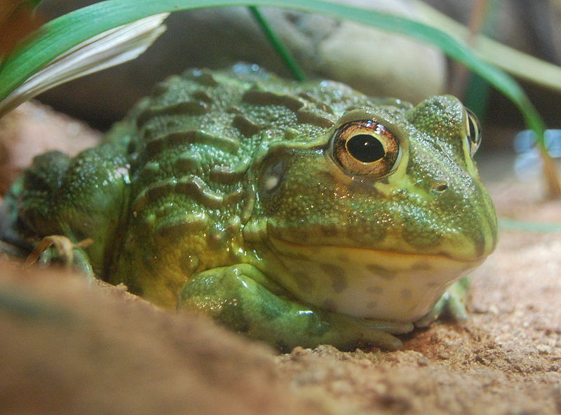 African bullfrog. Photo released under Creative Commons License by Wikipedia user Stevenj