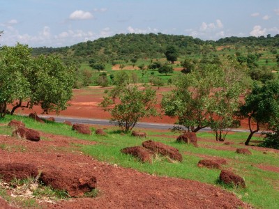 Forest in the Kayes Region in Mali CC-NC-2.0 