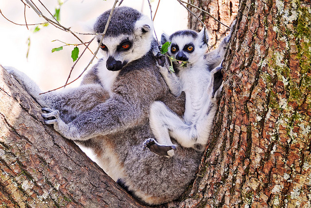 Mother lemur and her offspring by Tambako on Flickr CC-BY-2.0