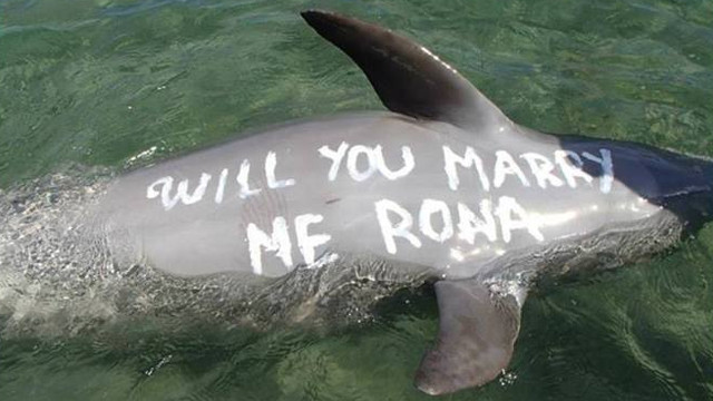 Das Management von Ocean Adventure versicherte, dass ein unschädliches Präparat verwendet wurde um den Heiratsantrag auf den Delphin zu schreiben. 