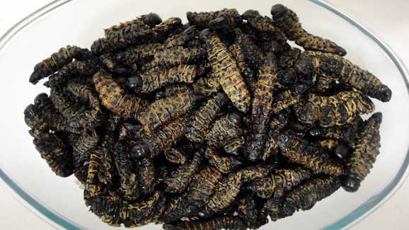Delicious Mopane worms ready to serve. Photo used with permission from www.zimbokitchen.com