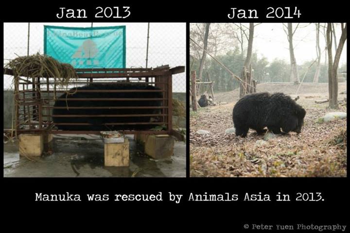 Peter Yuen documented Animal Asia's moon bear rescue effort. Photo via Animal Asia's campaign page in Facebook.