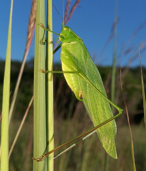 A male grasshopper. Photo released under Creative Commons License by Wikipedia user Bruce Marlin.