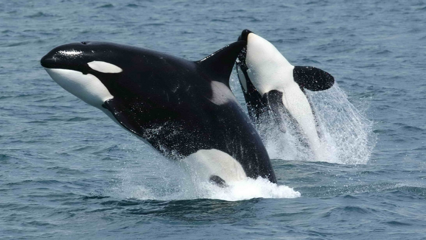 Orcas jumping