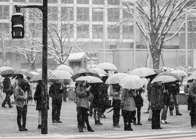 People holding umbrellas in heavy snow. Photo taken on February 8 in Tokyo by flickr user lestaylorphoto (CC BY NC-ND 2.0)