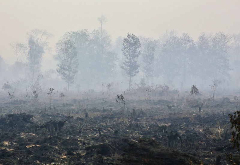 A burning forest in Riau, Indonesia. Photo by Virna Puspa Setyorini, Copyright @Demotix (6/20/2013)
