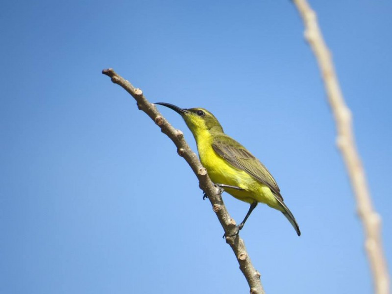 Olived-Backed Sunbird. Photo by Arnold Alamon