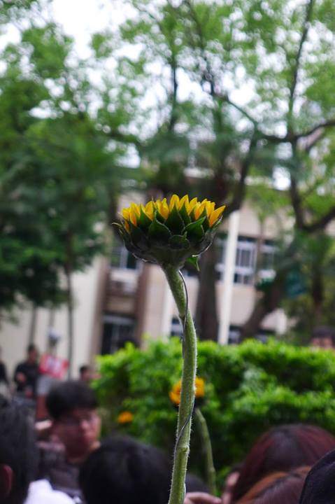 The sunflower sent from the protesters inside the Legislation Yuan. Photo from Christine Hepburn. CC: NC.