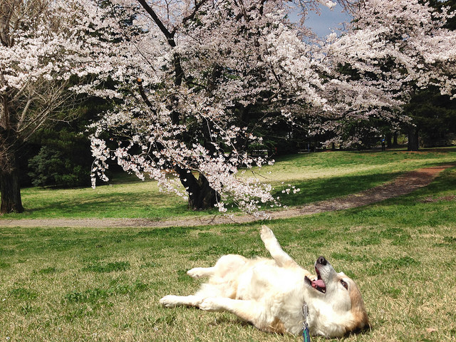 A dog enjoys the outdoors. Taking your puppy to a park where cherry blossoms are in bloom will make for great photo ops. Photo taken April 6, 2014 at National Show Memorial Park by Flickr user luckyno3. CC BY-NC 2.0