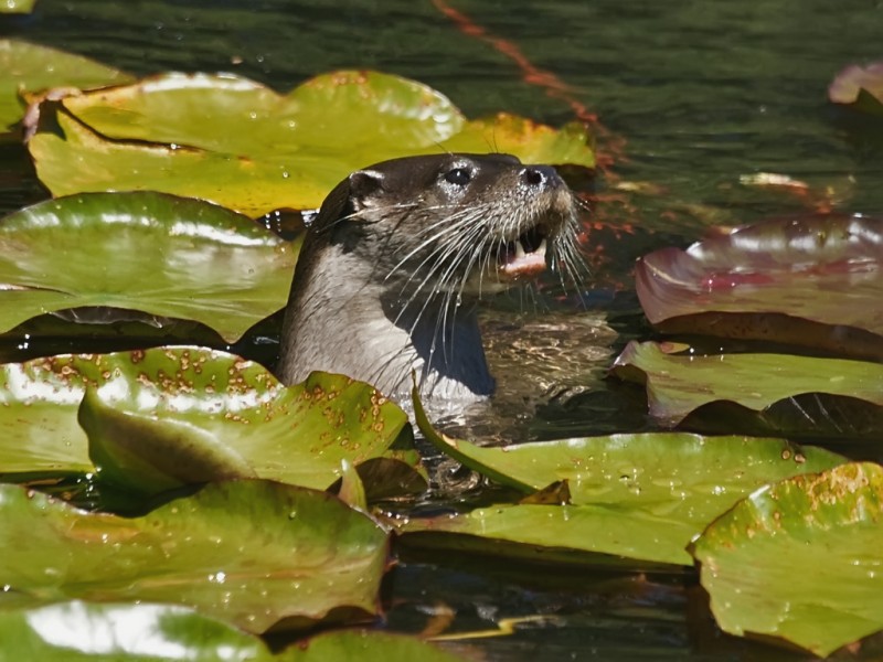 Eurasian otter. Photo by Flickr user David Cook. CC BY-NC 2.0