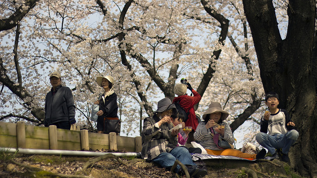 People eat underneath the cherry blossoms. Photo taken in Yawata, Kyoto on April 1, 2014 by Flickr user <a title="http://www.japanexperterna.se/" href="http://www.japanexperterna.se/" target="_blank">Japanexperterna</a>. CC BY-SA 2.0