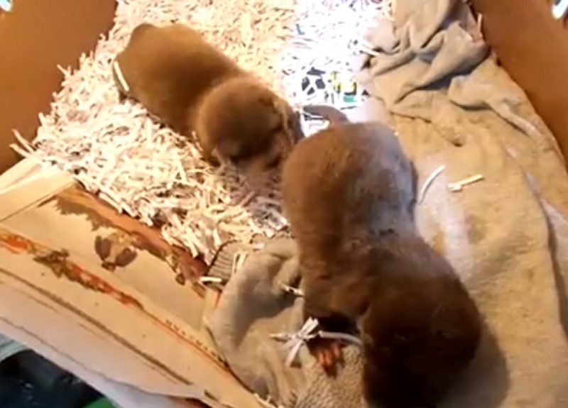 Screenshot from Liwei Zhong's Facebook video of the two rescued baby otters. 