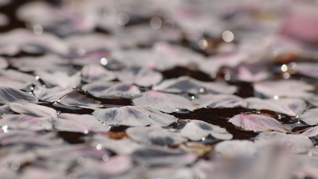 Strong winds and spring showers down cherry blossom petals. Photo taken by Flickr user coniferconifer. CC BY 2.0