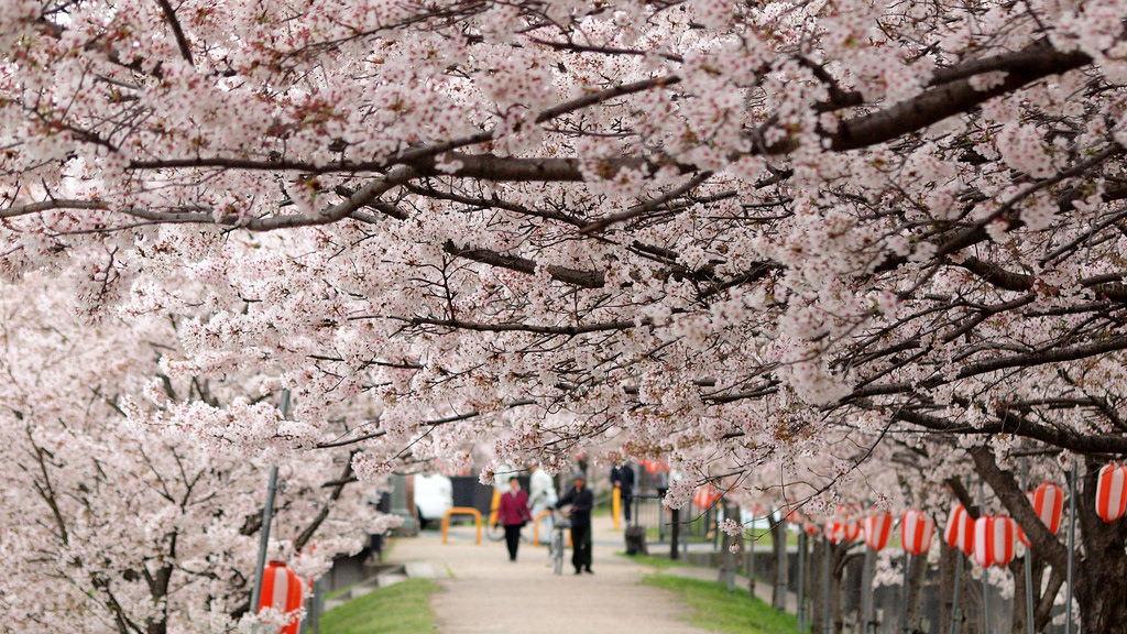 Walking underneath the full bloom of sakura can feel like walking through a floral tunnel. Photo taken April 5, 2014 by Flickr user coniferconifer. CC BY 2.0