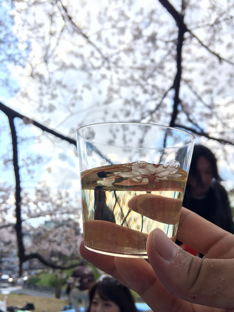 A cherry petal accidentally fell into a drink. Photo taken April 5, 2014 by Shogo Nozaki. CC BY-NC 2.0