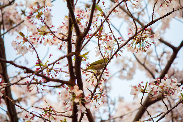 Flickr user y.ganden spotted a Japanese Bush Warbler in the blooming sakura trees. CC BY-NC 2.0