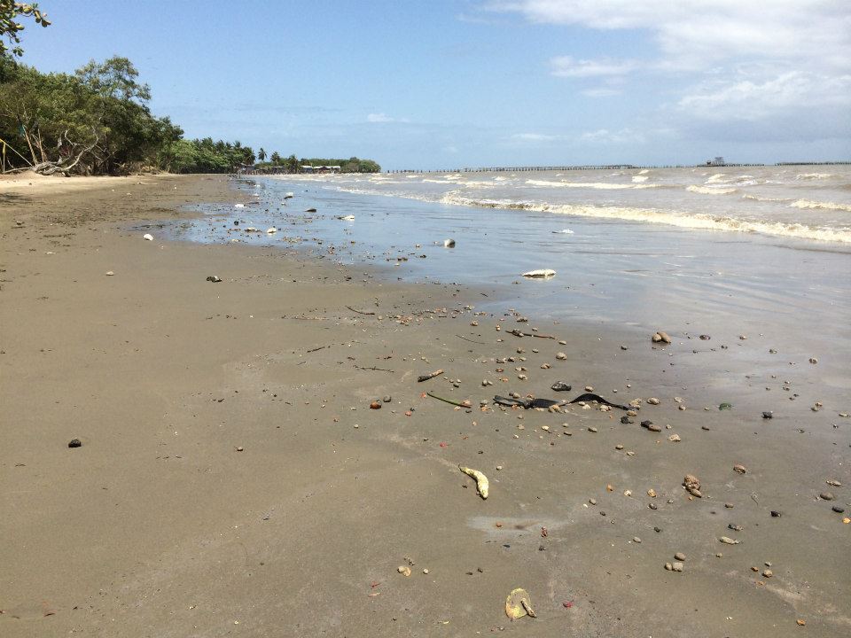 Trois mois après le déversement du pétrole, la plage de La Brea, Trinité est encore jonchée de poissons morts. Photo par Merisa Thompson. Utilisé avec permission.