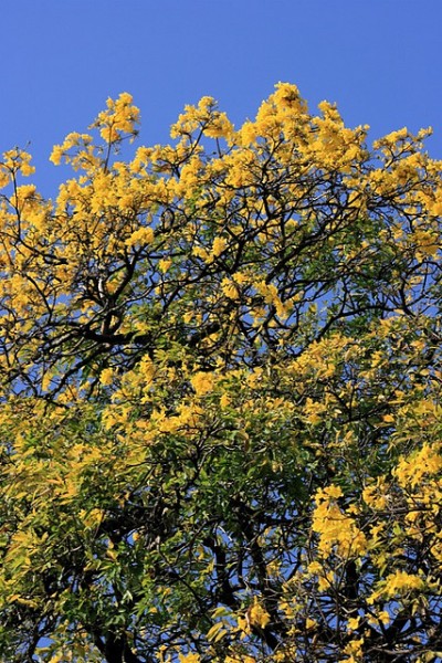 Yellow Poui: Image by Flickr user Georgia Popplewell, who notes: "The flowering of the yellow poui normally signals the end of the dry season, but who knows what the weather's really up to these days?"  CC BY-NC-ND 2.0