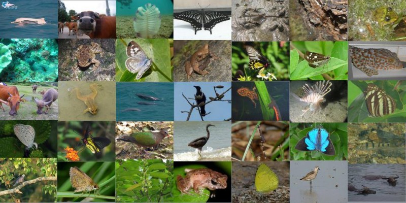 Today is the World Biodiversity Day. Save Lantau Alliance, an advocacy group , put together photos of wildlife found in the city's biggest island in Hong Kong against the government's development plan. Lantau is a landing place for more than 180 speices of migrant birds.