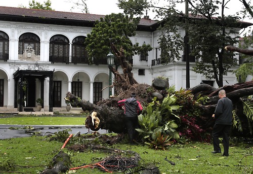 A fallen tree in front of the presidential palace in Manila. Photo from the government's Tumblr page. 