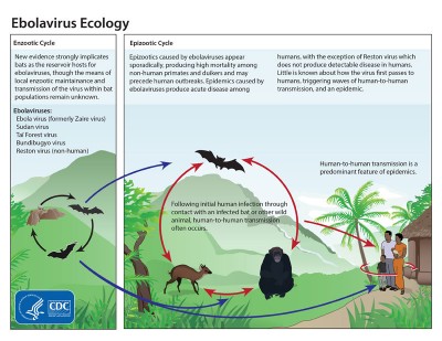 The ecology of Ebola by the CDC - Public Domain 