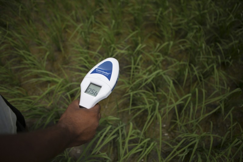 Paramjeet Singh uses the “Green Seeker” to check the nutrient levels of his paddy fields in Uncha Samana. The device helps him decide the most appropriate dosage of nitrogen fertilizers (Urea) for his crops.