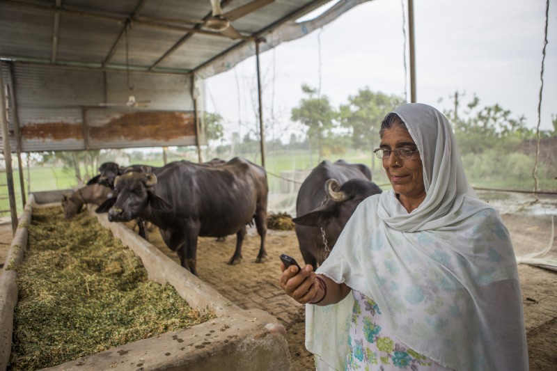 56 years old Kamla Devi listens to messages of weather and best climate friendly crop practices on her mobile phone while working in the cowshed at her home in Anjanthalli. Image by Prashanth Vishwanathan. Used with permission.