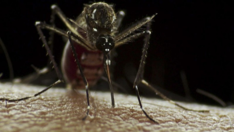 Macrofotografia della zanzara Aedes aegypti. Copyright Sanofi Pasteur - May 2011, used under a CC BY-NC-ND 2.0 license.