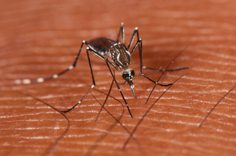 The Aedes aegypti mosquito, vector for the Chikungunya virus. Photo by Marc AuMarc, used under a CC BY-NC-ND 2.0 license. 